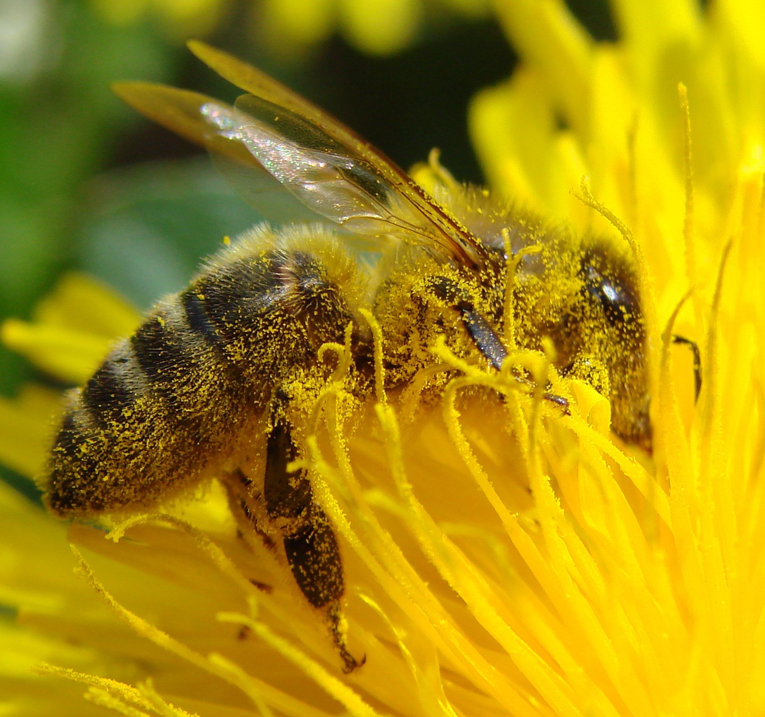 Pollination_Bee_Dandelion_Zoom