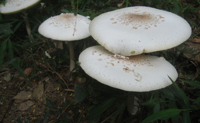 Fungi expert holds the patent that could change agriculture forever