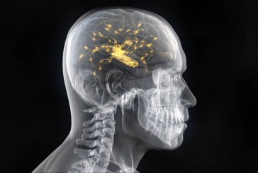 Scientists Create Organic Computer By Interconnecting Rat And Monkey Brains