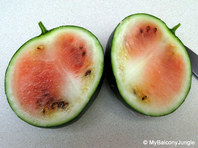Immature sugarbaby watermelon, not properly pollinated