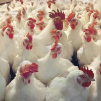 Chicken Meat Contains Cancer-causing Arsenic, Claims The FDA