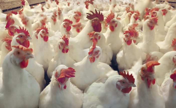 Chicken Meat Contains Cancer-causing Arsenic, Claims The FDA